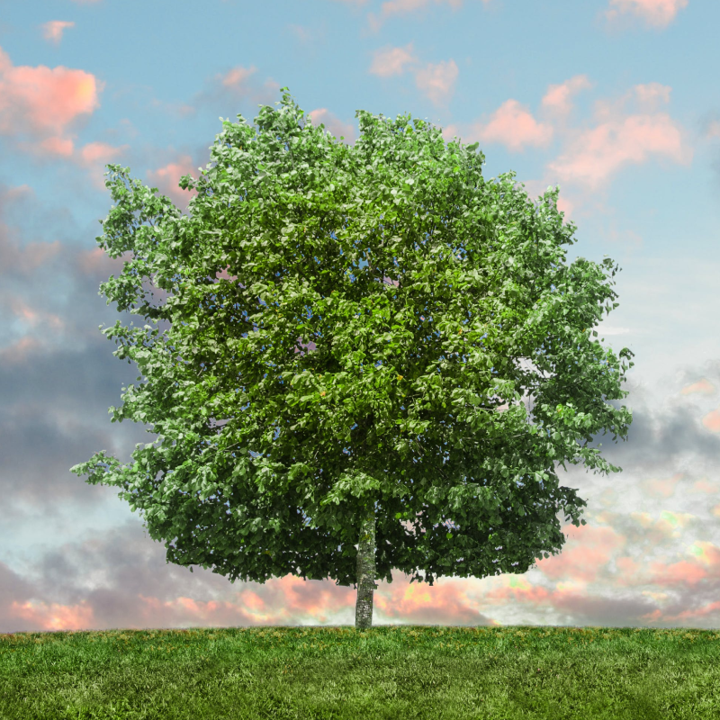 Arbre du sourvenir