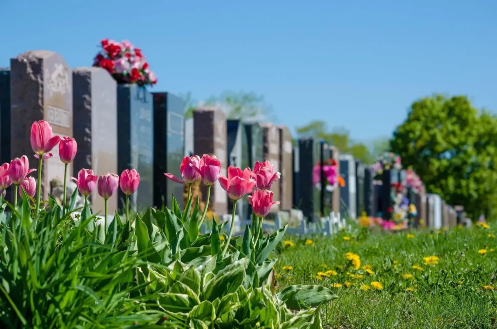 Tulipes roses en fleurs devant des monuments funéraires en pierre.
